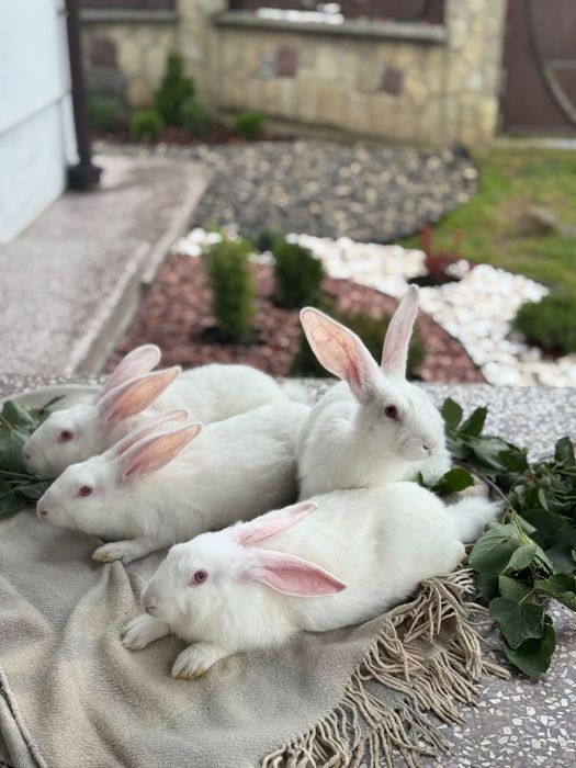 Продам кролі термонці