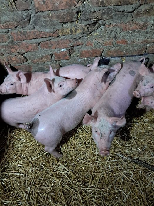 Поросята домашні.