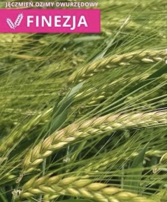 Nasiona jęczmienia dwurzędowego Finezja