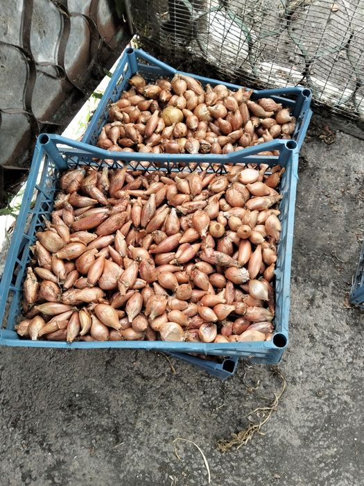 Кущовка цибуля, кущівка