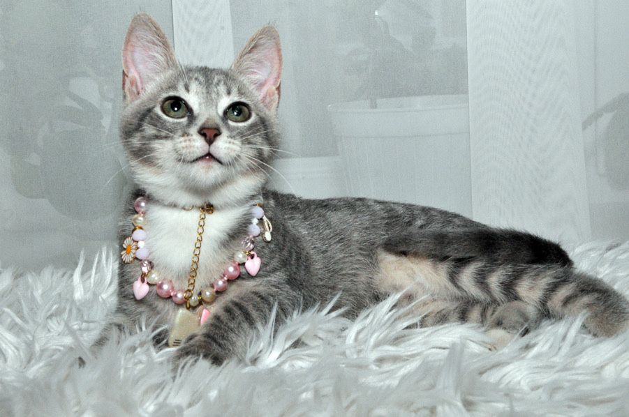 Гарнюня - кішечка Бусінка