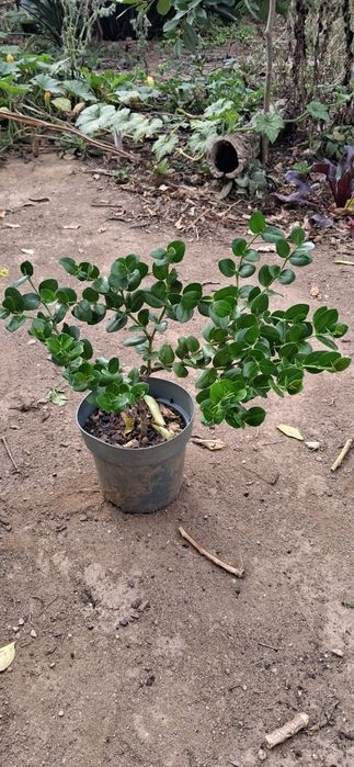 Ameixa de Natal (Carissa Macrocarpa)