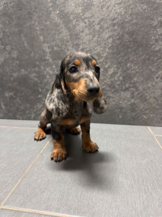 Teckel miniatura merle