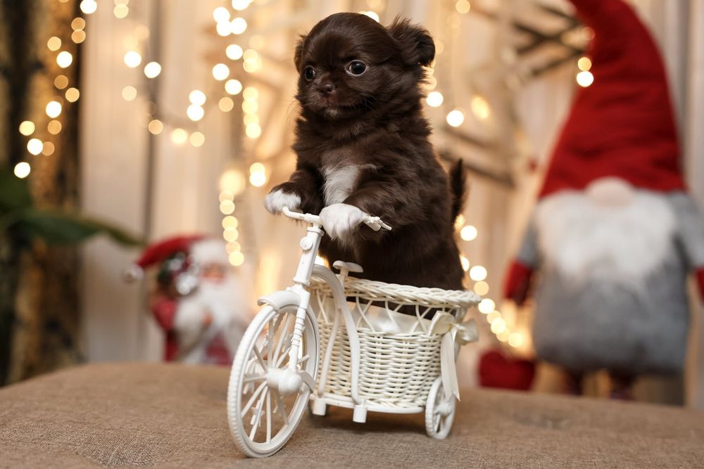 Chihuahua długowłosy piesek