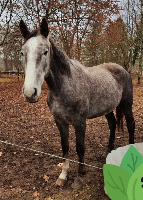 Sprzedam klacz rekreacja/sport