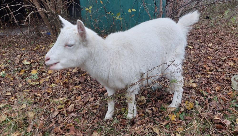 Продається  кізка