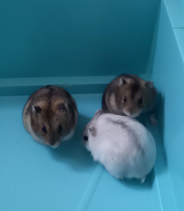 Джунгарские хомячки ,месячные малыши