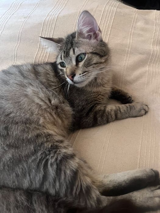 Gato jovem para adoção responsável
