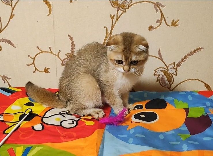 Золота шиншила - висловуха дівчинка