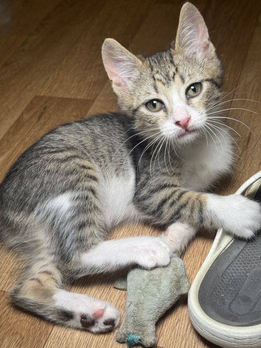 Подарю котенка, 3+ мес, есть выбор