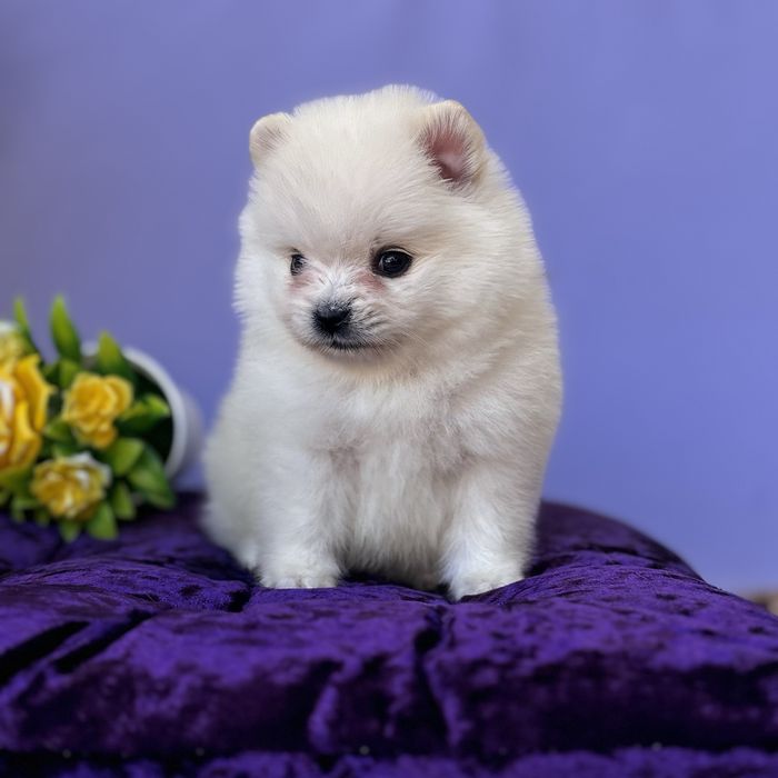 хлопчик шоу классу тип ведмедика.