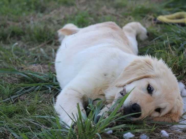 golden retriever szczeniak