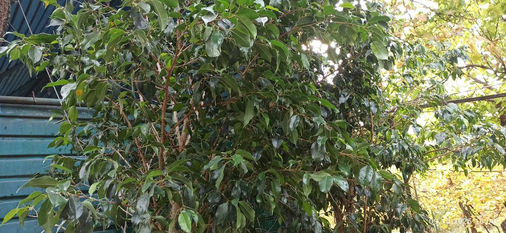 Очень большие фикусы бенджамена и шефлеры для больших помещений