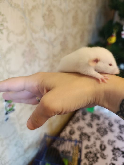 Продаються ручні крисенята.