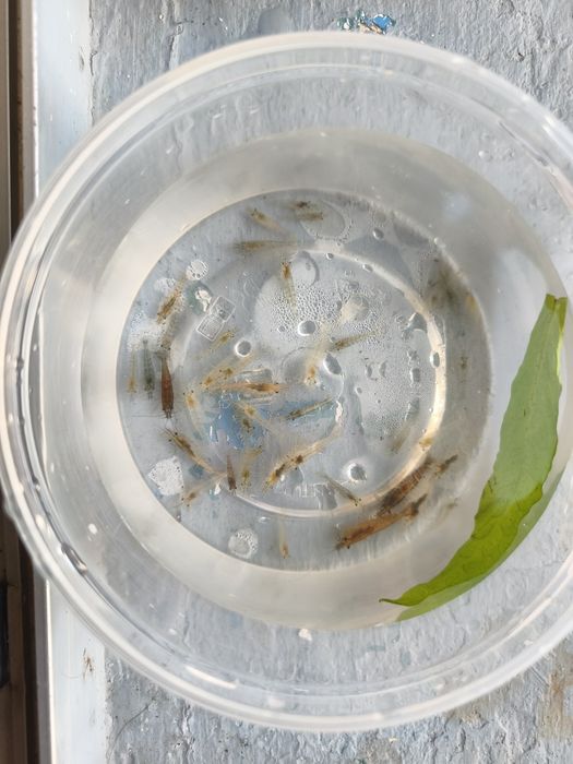 Camarão neocaridina