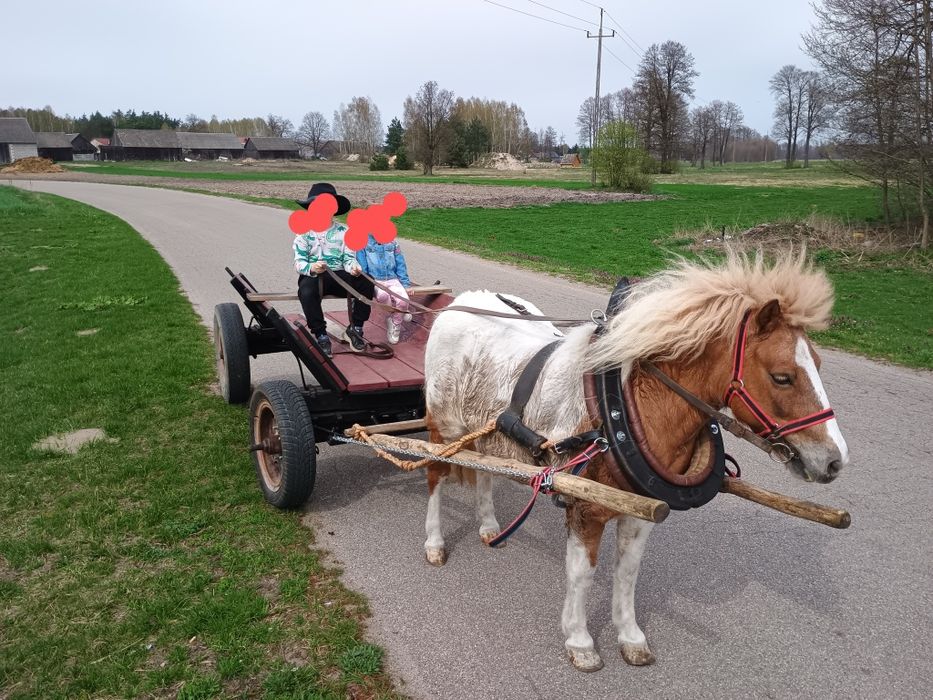 Klacz kucyk z paszportem