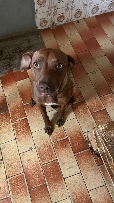 Cadelinha com 2 aninhos para adopção responsável