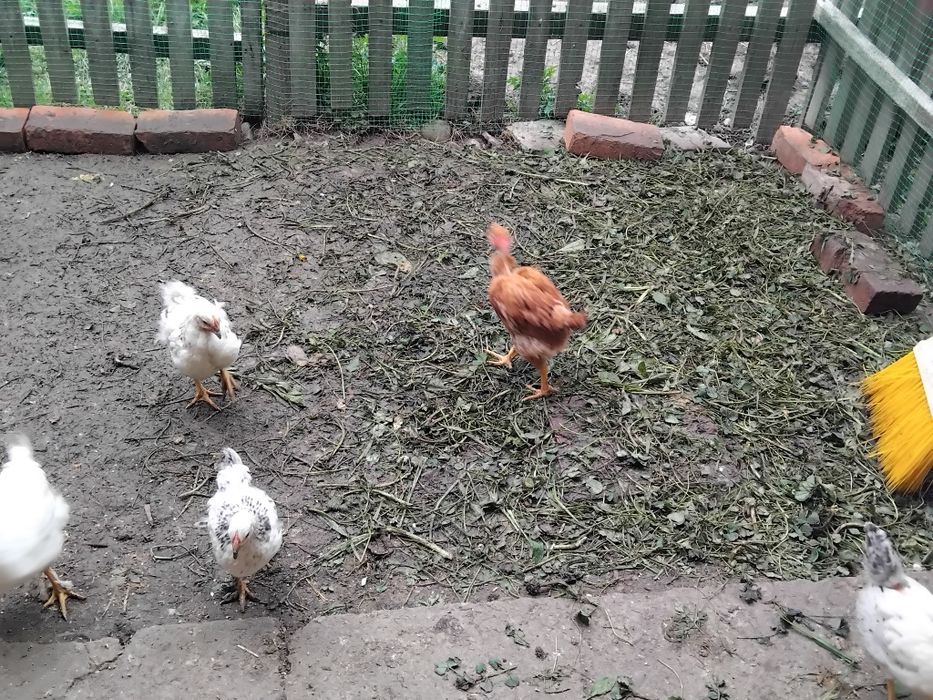 Продам курчата голошийки