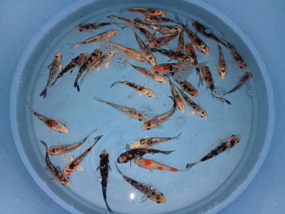 Carpas koi tricolor