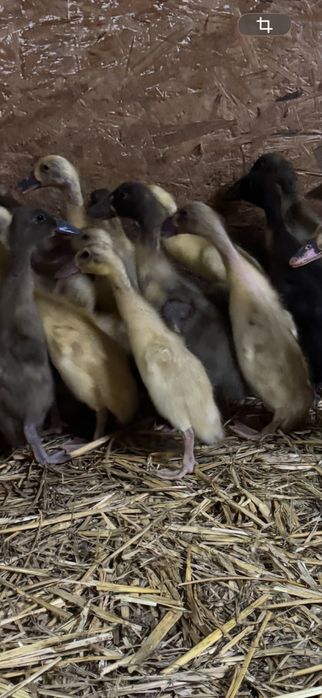 Kaczki biegusy 3 tyg