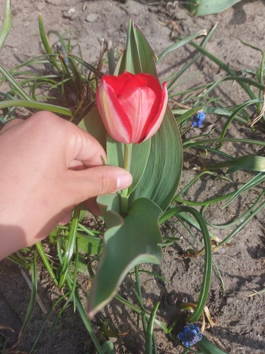 Sprzedam tulipany kwiat z cebulką