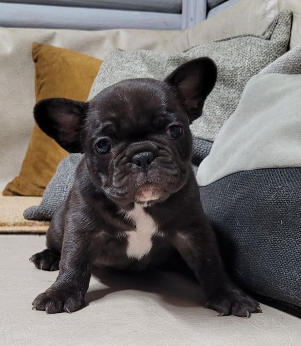 Цуценята французького бульдога