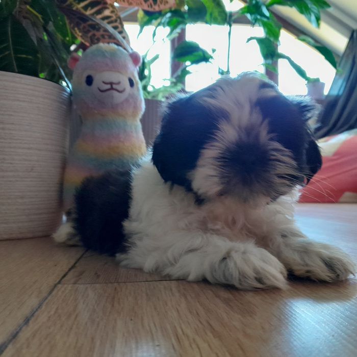 Shih tzu piękny czarno biały piesek