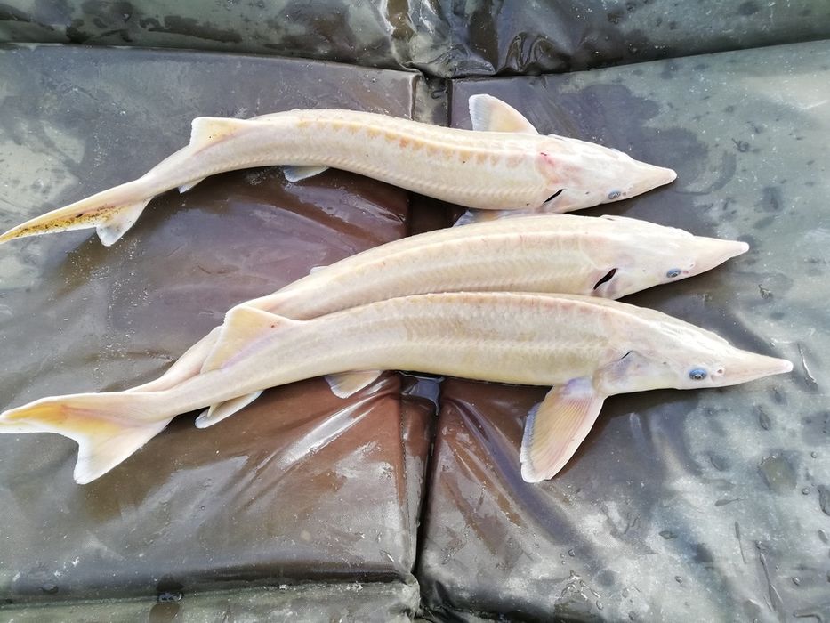 Karp koi butterfly jesiotr albinos karaś złoty ozdobny