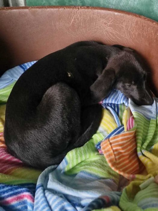 MANTIS (Macho, 4 Meses) - Para Adoção
