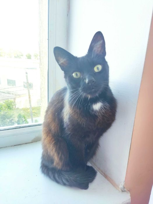 Молоденький котик красунчик шукає дім