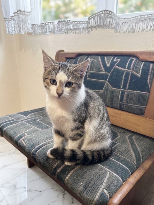 Uroczy kocurek do adopcji
