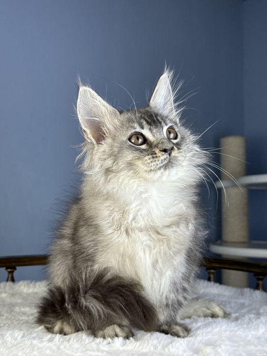 Тикированый мальчик на высоком серебре 3 месяца крупный мейн кун