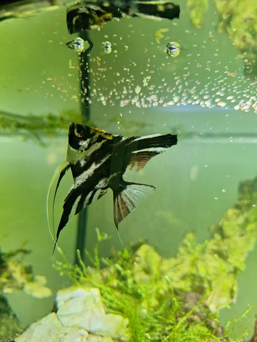 Dois Escalares peixe