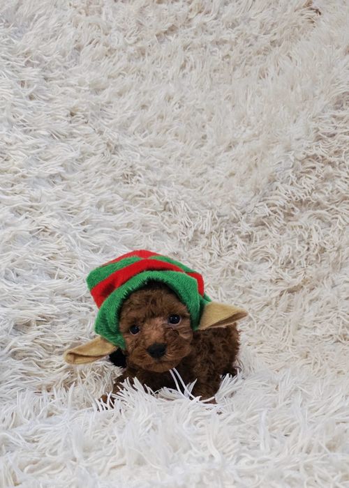 Pudel Toy cudny chłopczyk Pan Wiewióreczek