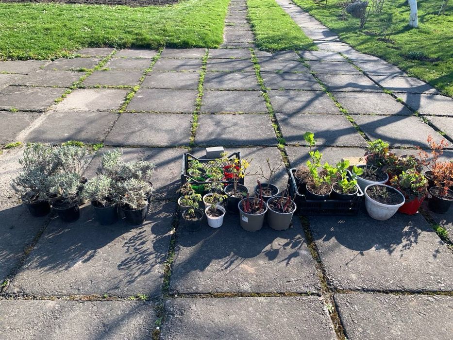 Рослини  вуличні і домашні