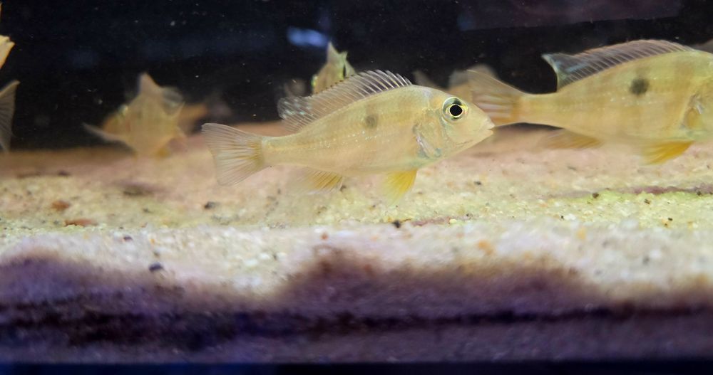 Ziemiojad Orange head tapajos
