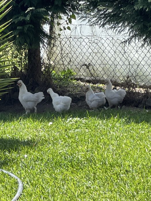 Galinhas sedosas do japão