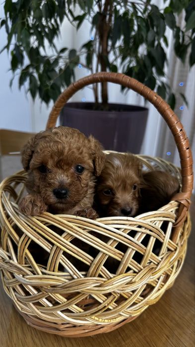 Цуценята Мальтипу ф2