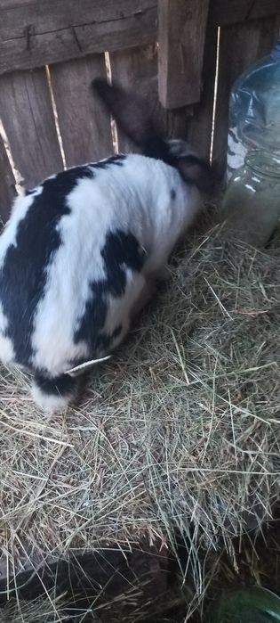 Продам кролів 1 рік