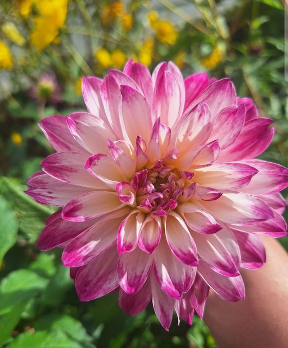 Цветы Георгина набор 4 вида