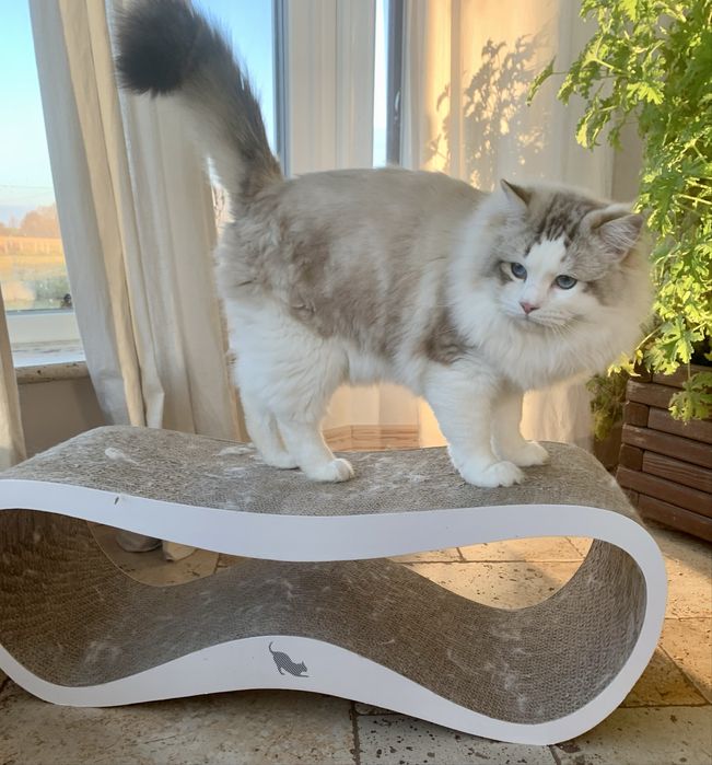 Ragdoll FPL kocurek blue mitted tabby
