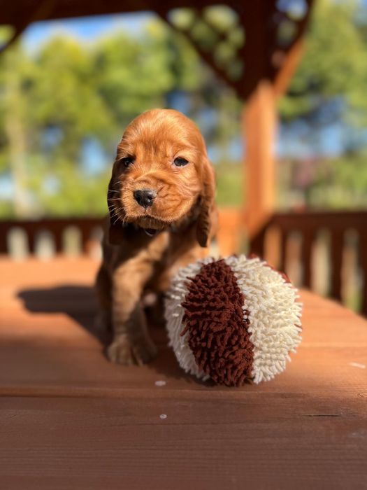 Mocno złota sunia Cocker Spaniel Angielski rodowód wyprawka