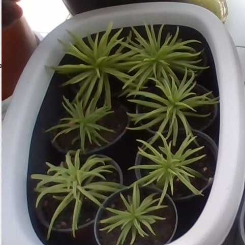 Arbustos Senecio Barbertonicus em vaso