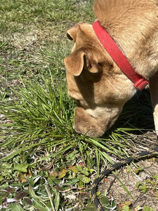 w typie staffika szuka domu