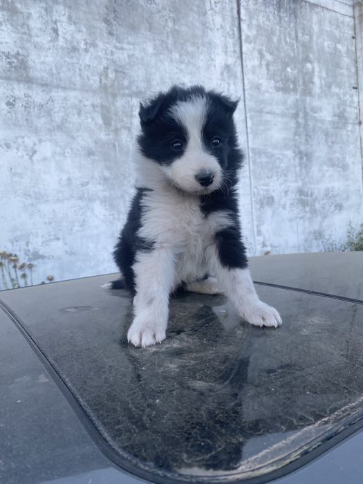 Border  collie com lop
