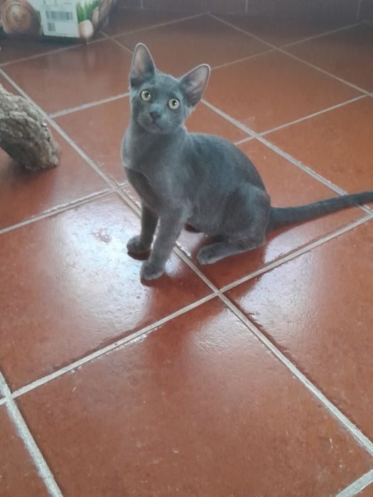 Lindo Gatinho cinzento escuro