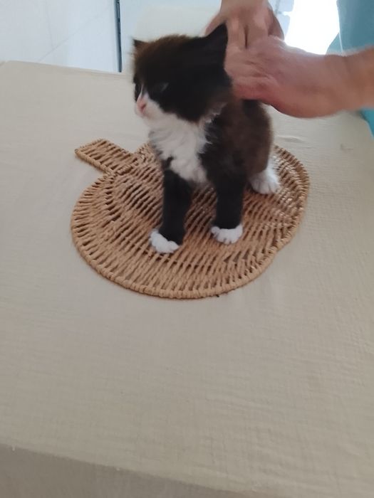 Gato persa  himalaia