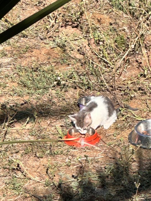 Gatinho com quase 2 meses para adoção