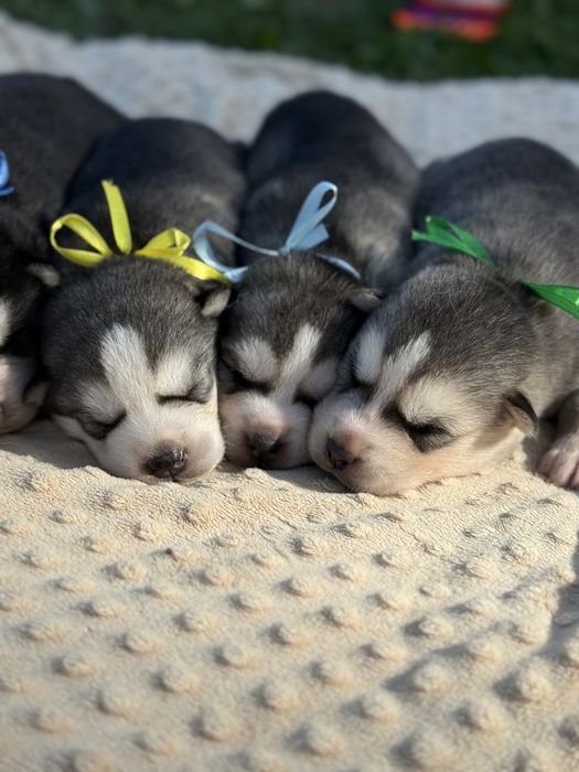Siberian Husky - pieski rezerwacja