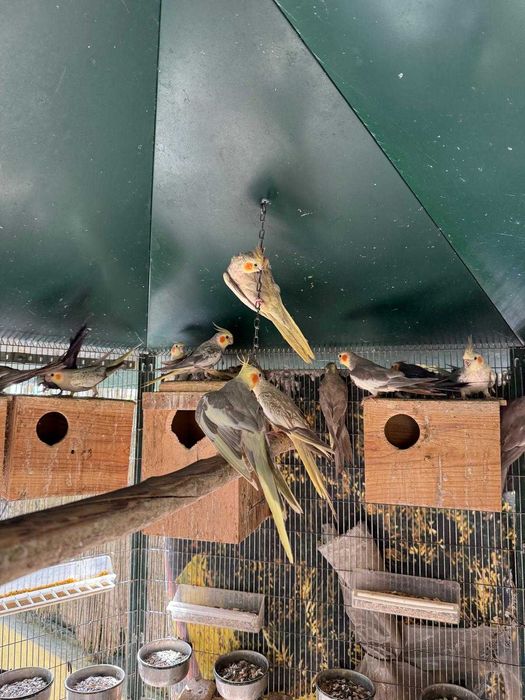 Gaiola exterior com caturras